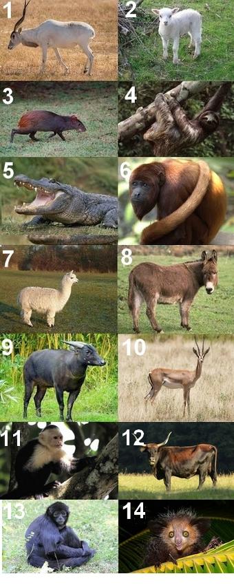 Animal en A