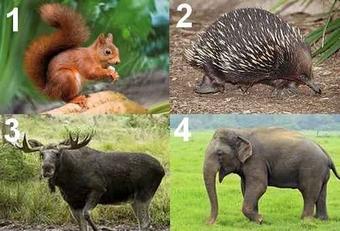 Animal en E