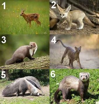 Animal en F