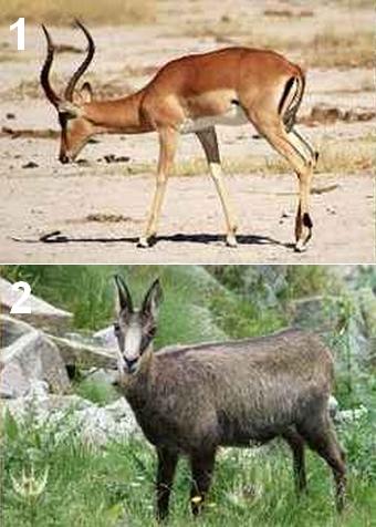 Animal en I
