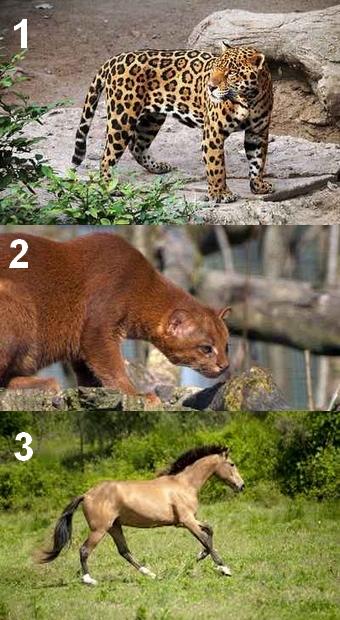 Animal en J