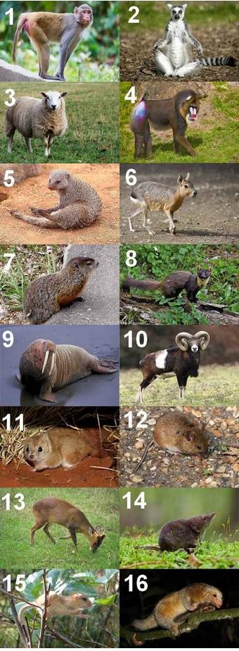 Animal en M