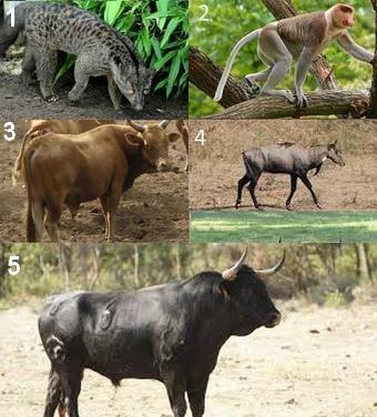 Animal en N