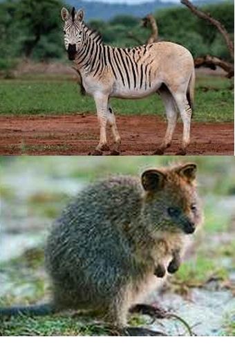 Animal en Q