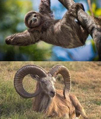 Animal en U