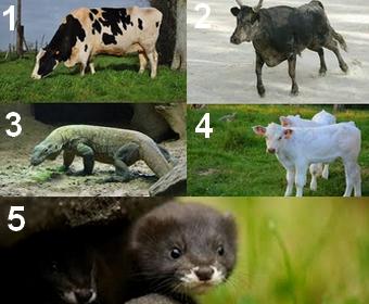 Animal en V