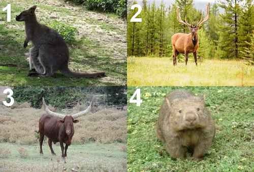Animal en W
