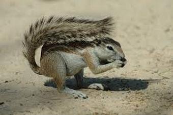 Animal en X