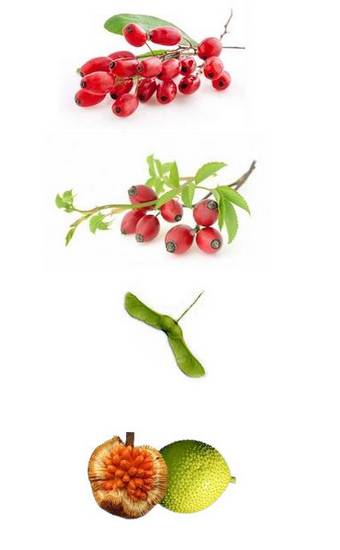 Assortiment de baies sauvages, les fruits en E