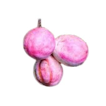 Fruit de l'icaque, fruit commençant par la lettre I