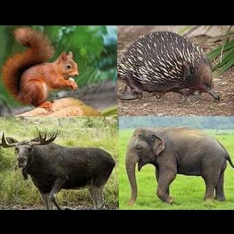 listes animal